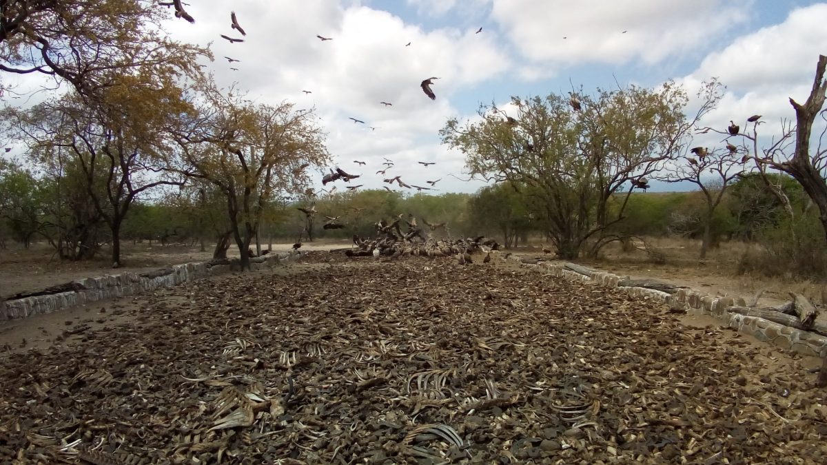 Read more about the article The Vulture Restaurant at HESC